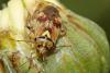 Lygus sp.
